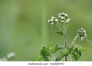 billygoat weed or Ageratum conyzoides, chick weed, goatweed, whiteweed - Shutterstock ID 1162087927