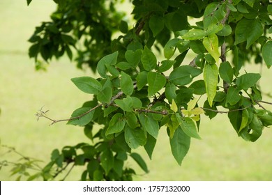 bilva patra tree