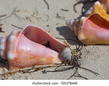 Bimini, Bahamas - A Small Hermit Crab Climbs Over Much Larger Conch Shells On An Empty Island Beach In The Bahamas