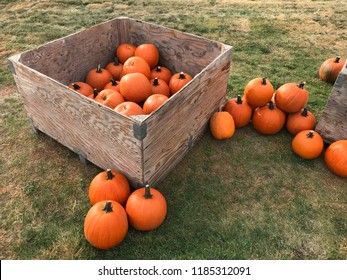 A Bin Of Pumpkins At A Fall Festival Or Nursery