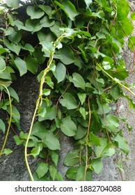 Binahong Or Binahong Is A Medicinal Plant That Grows In The Lowlands And Highlands And Has Many Properties In Curing Various Kinds Of Minor And Serious Ailments.