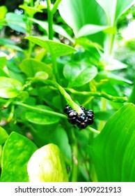 
Binahong Or Piahong Is A Medicinal Plant That Grows In The Lowlands And Highlands And Has Many Properties In Curing Various Kinds Of Minor And Serious Ailments.