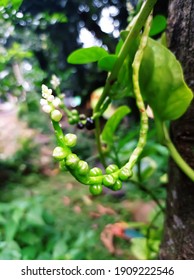 
Binahong Or Piahong Is A Medicinal Plant That Grows In The Lowlands And Highlands And Has Many Properties In Curing Various Kinds Of Minor And Serious Ailments.