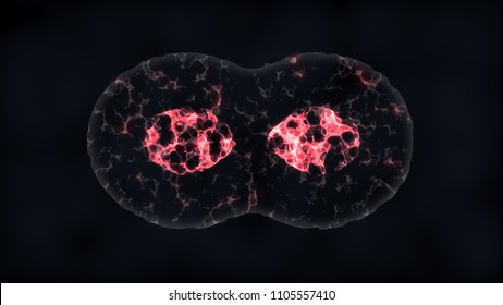 Binary Fission Cells Division 
