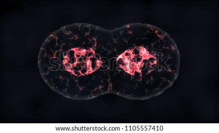 Binary fission cells division 
