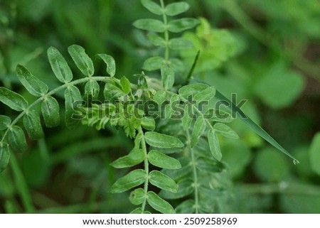 Bindii, Tribulus terrestris, weed,  Tribulus