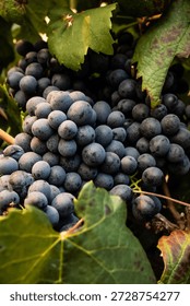 bindle of red grades pinotage