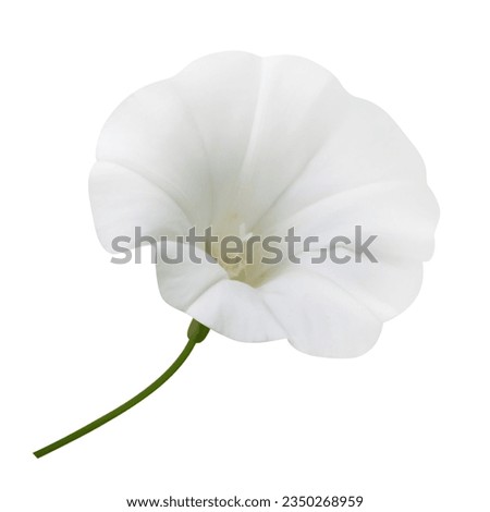 Bindweed flower isolated on white background
