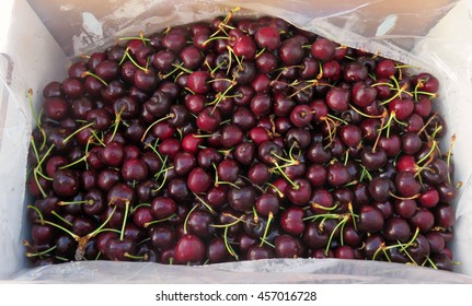 Bing Cherries