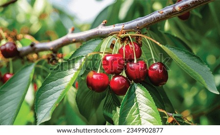 Bing cherries are a type of sweet cherry that is known for its dark red color and firm texture. They are often used in pies, cakes, and other desserts.