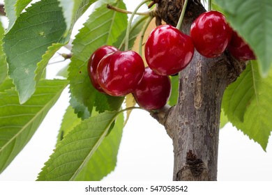 Bing Cherry Fruit Tree