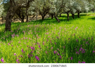 Biniforany olive grove in spring, Bunyola, Majorca, Balearic Islands, Spain - Shutterstock ID 2300671865