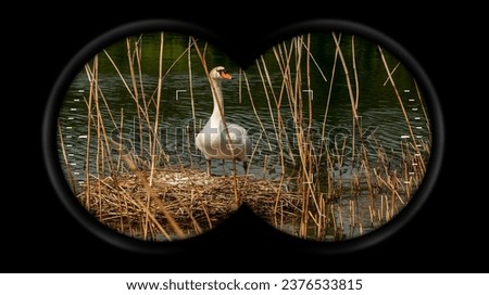 Binoculars Point of View (looking through binoculars) with a white mute swan (Cygnus olor) while hatching the eggs in the nest made of reeds.
