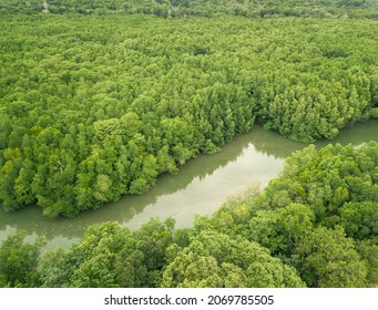 Bintan Mangroves. Aerial view of mangrove green forest in Bintan. Indonesia Natural Landscape.