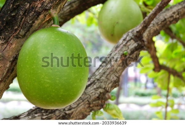 Bintaro trees and fruit, shade trees and coolers in the\
yard. Green color 