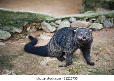 Binturong