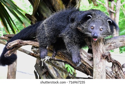 Binturong