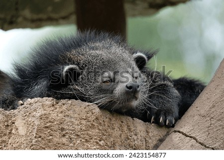 Binturong or bearcat (Arctictis binturong) on a tree
