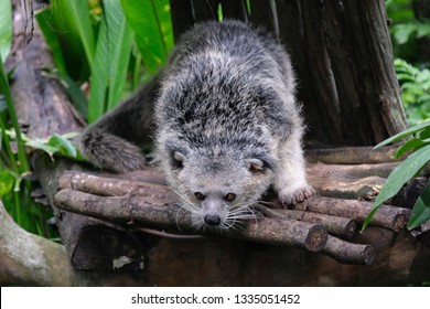 Binturong, Malay Civet Cat, Asian Bearcat