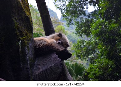 The Binturong (Viverridae) At Safari Park Bogor, Indonesia