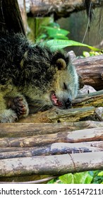 Binturung Or Binturong Lie On Dry Wood.  This Animal Is A Type Of Large Weasel, Viverridae Tribe Members