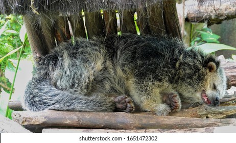 Binturung Or Binturong Lie On Dry Wood.  This Animal Is A Type Of Large Weasel, Viverridae Tribe Members