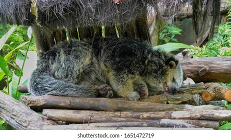 Binturung Or Binturong Lie On Dry Wood.  This Animal Is A Type Of Large Weasel, Viverridae Tribe Members