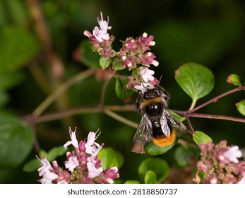 Bio Diversity - Bombus lapidarius - Red Tailed Bumblebee on Flower. High quality photo