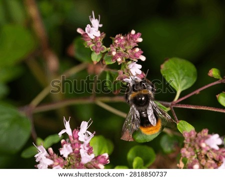 Bio Diversity - Bombus lapidarius - Red Tailed Bumblebee on Flower. High quality photo