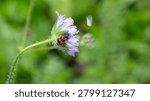 Bio Diversity - Trichodes apiarius - Bee Beetle on Purple Flower. High quality photo