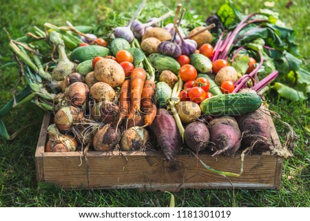 Bio food. Garden produce and harvested vegetable. Fresh farm vegetables in wooden box