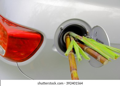 Bio Fuel â?? Ethanol. Concepts. Leaves And Trunk Of Sugar Cane In The Gas Tank Of A Car.