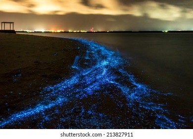 Bio luminescence. Illumination of plankton at Maldives. Many bright particles at the beach.