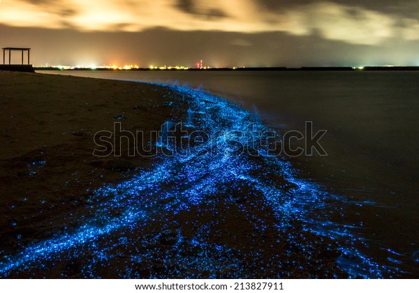 バイオルミネッセンス モルディブでのプランクトンの照明 浜辺には明るい粒子がたくさんある の写真素材 今すぐ編集
