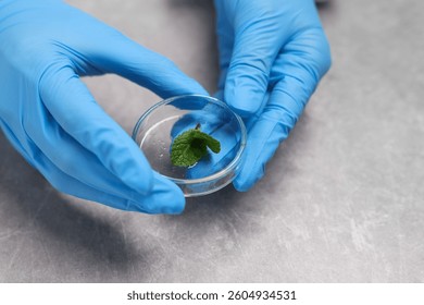 Biochemistry. Scientist working with plant at grey table, closeup