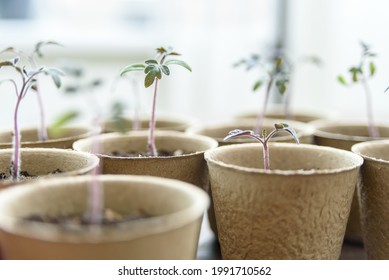 Biodegradable Paper Seed Or Plant Pots With Tomato Sprouts Close Up