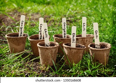 Biodegradable Seedling Pots, For Growing Vegtables.. Courgette And Chillis.