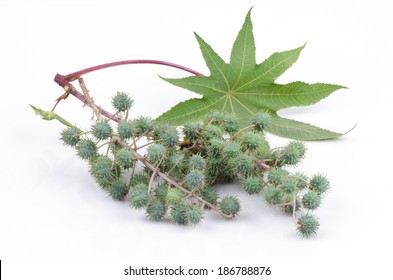 2,887 Castor Bean Seeds Images, Stock Photos & Vectors | Shutterstock