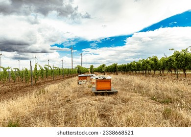 Biodiversity. Beehives in vineyard. bee hives in the midst of old and young vine plants in Rhineland-Palatinate, Germany in August - Powered by Shutterstock