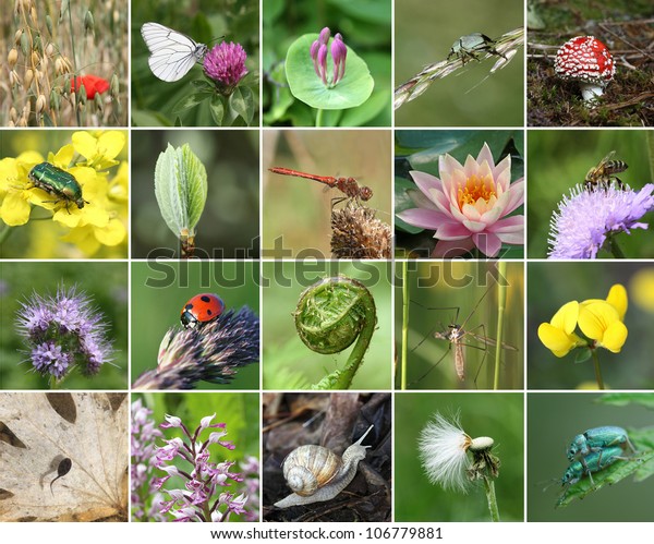 Biodiversity Collage All Nonagricultural Value Plants Stock Photo ...