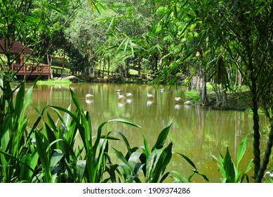Biodiversity of Flamingo Pond with hut beautiful landscape at Wetlands Park Putrajaya, Malaysia                               