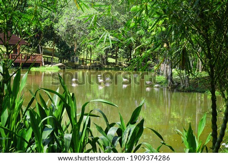 Biodiversity of Flamingo Pond with hut beautiful landscape at Wetlands Park Putrajaya, Malaysia                               