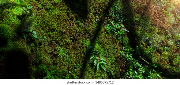 Biodiversity in rain forest. Beautiful green moss on floor with plant biodiversity in rain forest. Green biodiversity in nature and beautiful Moss collection, Cover background.