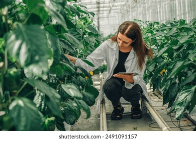 Bioengineer, scientist collects data for research on new variety pepper in greenhouse. Agricultural engineer, biologist in lab coat with tablet walks between rows of growing bell peppers in greenhouse - Powered by Shutterstock