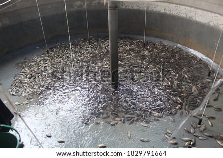 biofloc fish farming system biofloc culture for fish farming biofloc culture in india
