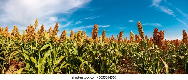 Biofuel And Food, Sorghum Plantation Industry. Field Of Sweet Sorghum Stalk And Seeds. Millet Field. Agriculture Field Of Sorghum, Named Also Durra, Milo, Or Jowari. 