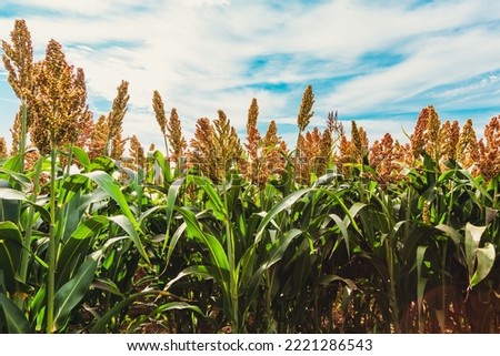 Biofuel and new boom Food, Sorghum Plantation industry. Field of Sweet Sorghum stalk and seeds. Millet field. Agriculture field of sorghum, named also Durra, Milo, or Jowari. Healthy nutrients  ストックフォト © 