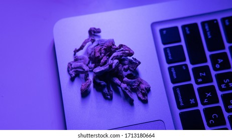Biohacking and brain development with magic mushrooms.