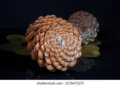 fibonacci spiral pine cone