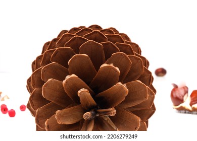 Biological Example Of Fibonacci Spirals At A Pine Cone From The Top